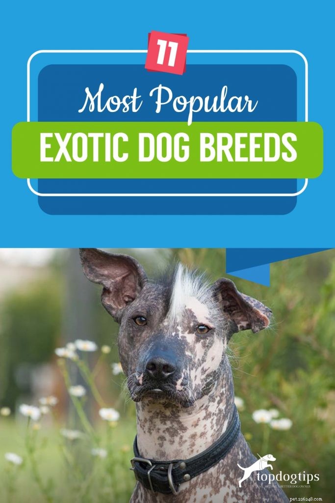 11 razze di cani esotici più popolari