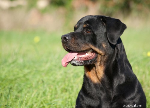 Wunderbar:одиннадцать самых популярных немецких пород собак в США