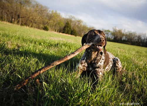 Wunderbar：米国で最も人気のある11のドイツの犬種 