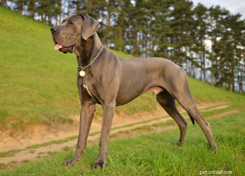 Wunderbar:as onze raças de cães alemães mais populares nos EUA