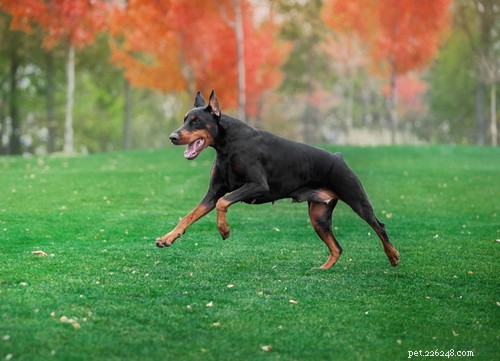 Wunderbar:Jedenáct nejoblíbenějších německých psích plemen v USA