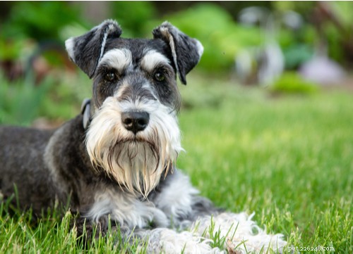 Wunderbar：米国で最も人気のある11のドイツの犬種 