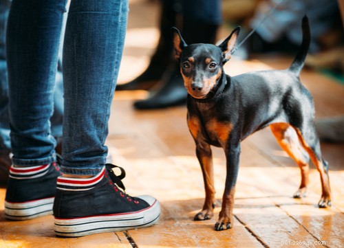Wunderbar:De elva mest populära tyska hundraserna i USA