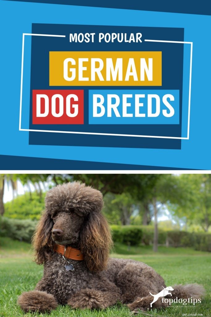 Wunderbar:De elva mest populära tyska hundraserna i USA