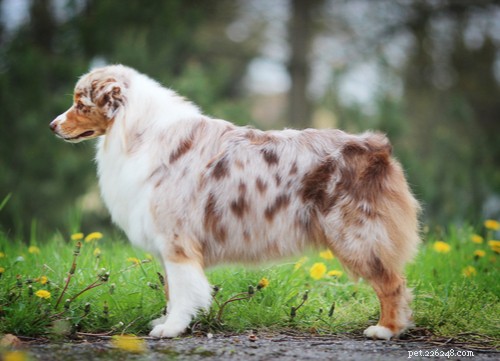 Голубоглазые красавицы:11 пород голубоглазых собак