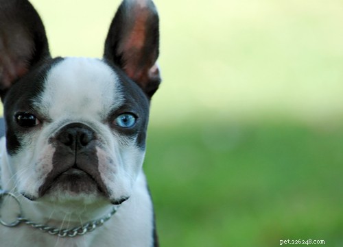 青い目の美しさ：11の青い目の犬の品種 