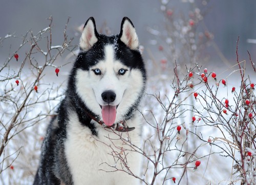 青い目の美しさ：11の青い目の犬の品種 