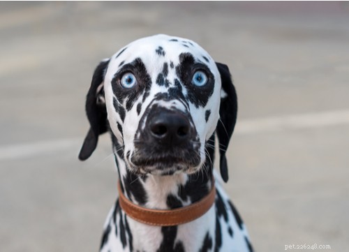 Belezas de olhos azuis:11 raças de cães de olhos azuis