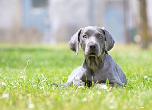 Голубоглазые красавицы:11 пород голубоглазых собак