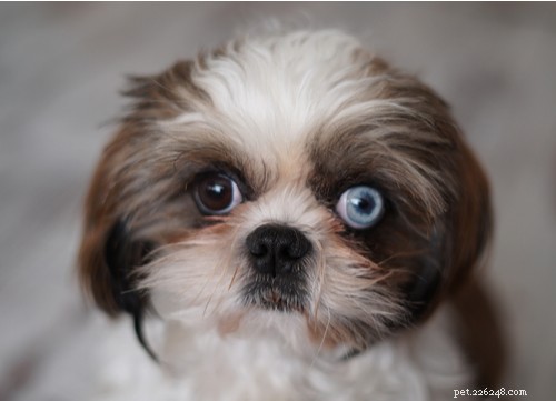 푸른 눈의 미녀:파란 눈의 개 품종 11종