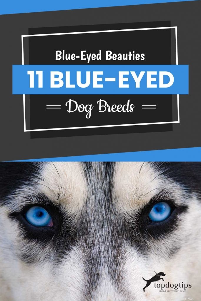Beautés aux yeux bleus :11 races de chiens aux yeux bleus
