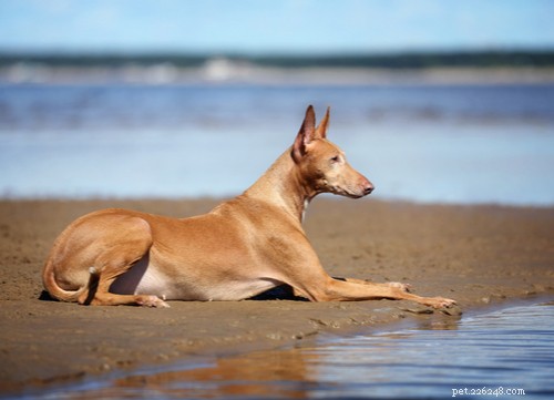 Самые популярные египетские породы собак в США