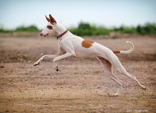 De mest populära egyptiska hundraserna i USA