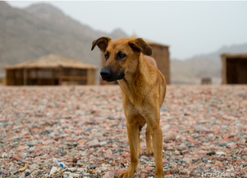 Nejoblíbenější egyptská plemena psů ve Spojených státech