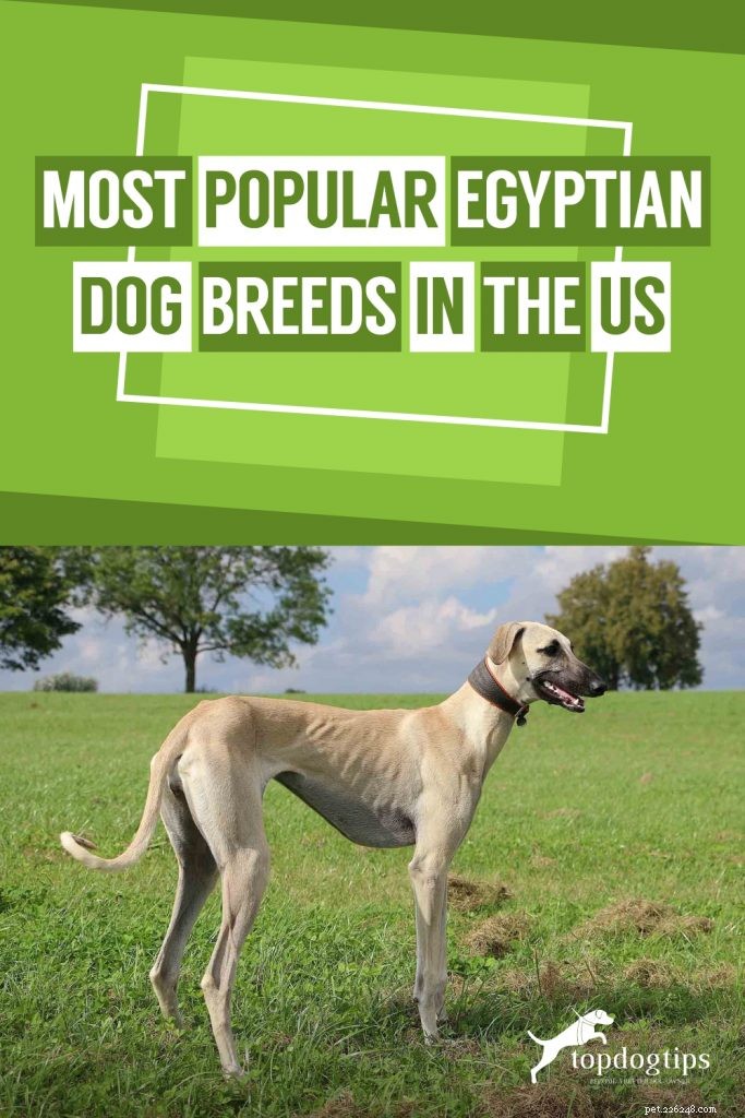 Raças de cães egípcios mais populares nos Estados Unidos