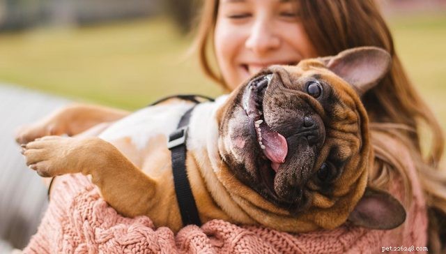 О-ля-ля:11 самых популярных французских пород собак в США