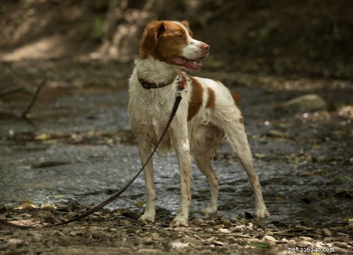 Ooh-la-la:11 nejoblíbenějších francouzských plemen psů ve Spojených státech