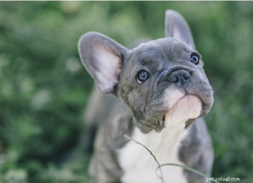 우-라-라:미국에서 가장 인기 있는 11가지 프랑스 개 품종