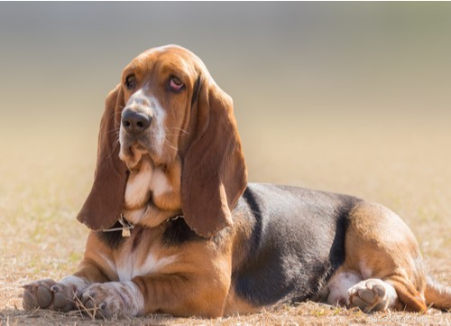 Ooh-la-la :11 races de chiens français les plus populaires aux États-Unis