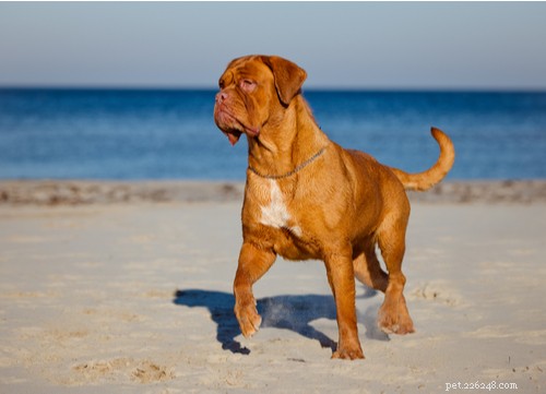 О-ля-ля:11 самых популярных французских пород собак в США