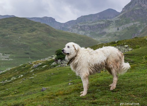 Ooh-la-la：米国で最も人気のある11のフランスの犬種 