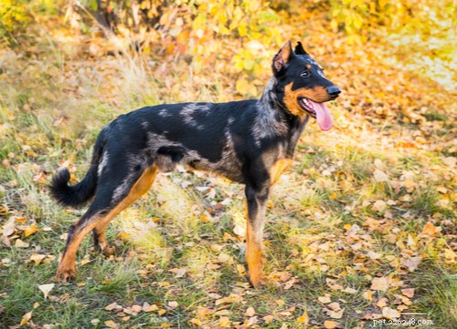Ooh-la-la：米国で最も人気のある11のフランスの犬種 