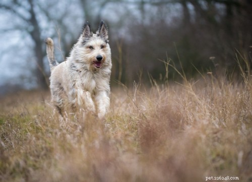 Ooh-la-la :11 races de chiens français les plus populaires aux États-Unis