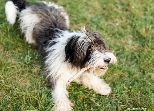 Ooh-la-la:11 razze canine francesi più popolari negli Stati Uniti