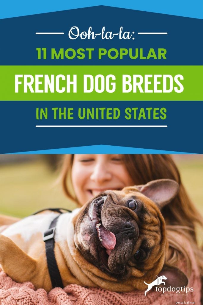 우-라-라:미국에서 가장 인기 있는 11가지 프랑스 개 품종