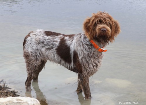 Wirehaired Pointing Griffon Dog 품종:알아야 할 모든 것