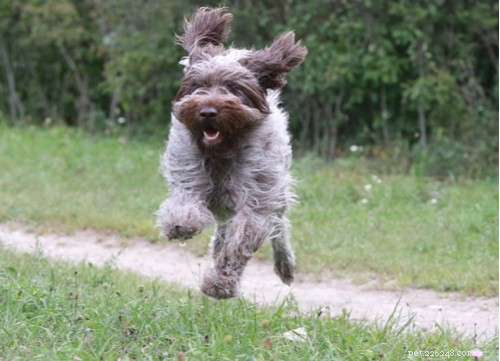 Race de chien Griffon d arrêt à poil dur :tout ce que vous devez savoir