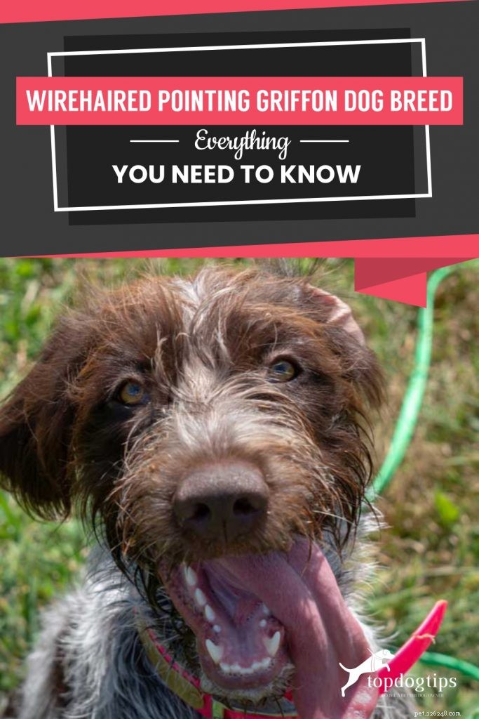 Порода собак жесткошерстный пойнт-грифон:все, что вам нужно знать