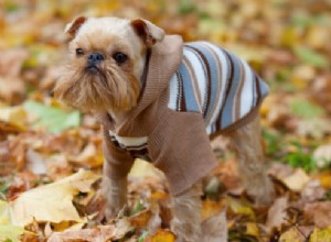 Порода собак брюссельский гриффон:все, что вам нужно знать