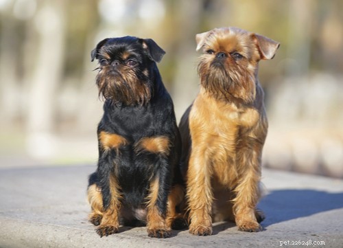 Brussels Griffon-hondenras:alles wat u moet weten