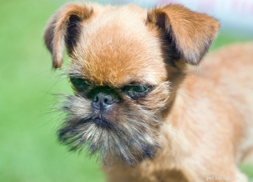 Порода собак брюссельский гриффон:все, что вам нужно знать