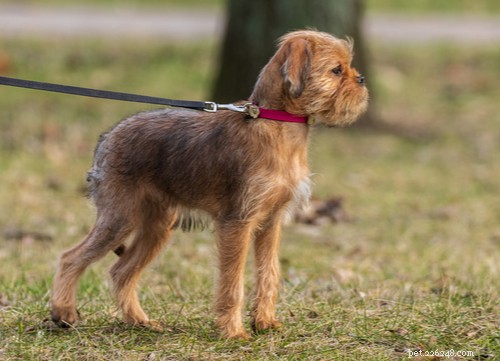Race de chien Griffon bruxellois :tout ce que vous devez savoir