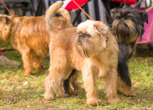 Raça de cães Griffon de Bruxelas:tudo o que você precisa saber