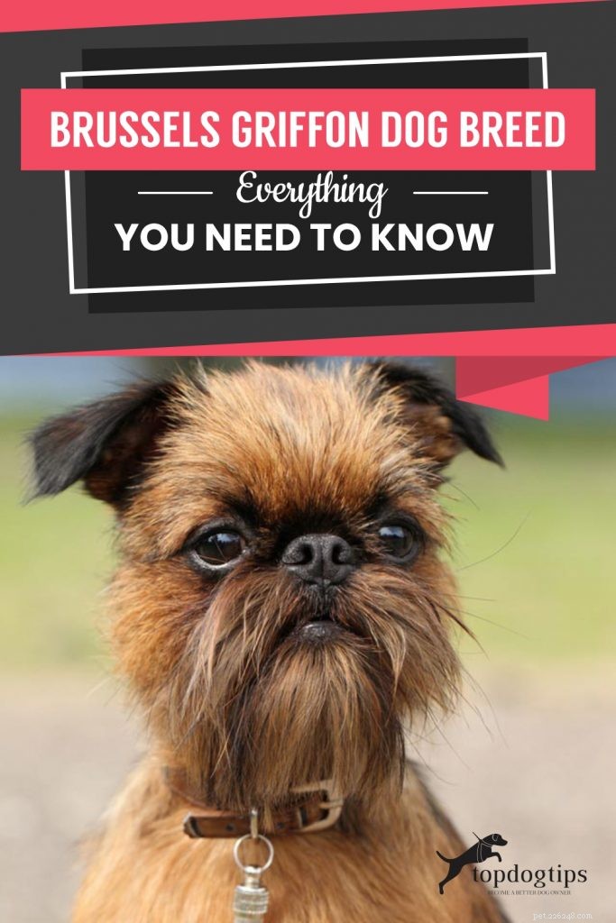 Raça de cães Griffon de Bruxelas:tudo o que você precisa saber