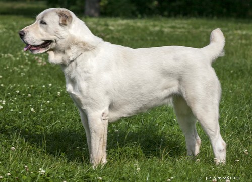 Русские породы собак 