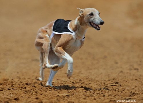 Races de chiens de course