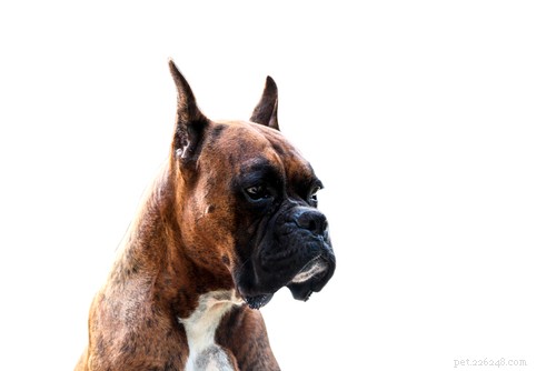 20 meest agressieve hondenrassen