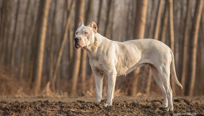 20 races de chiens les plus agressives