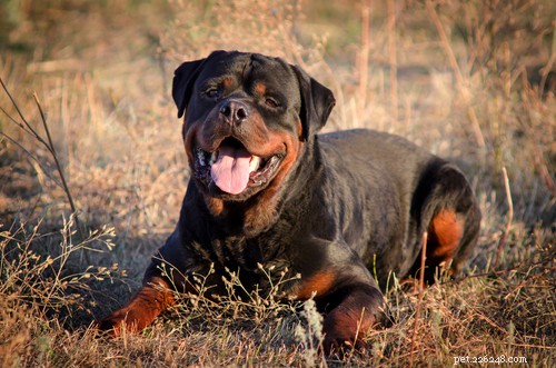 20 nejagresivnějších psích plemen