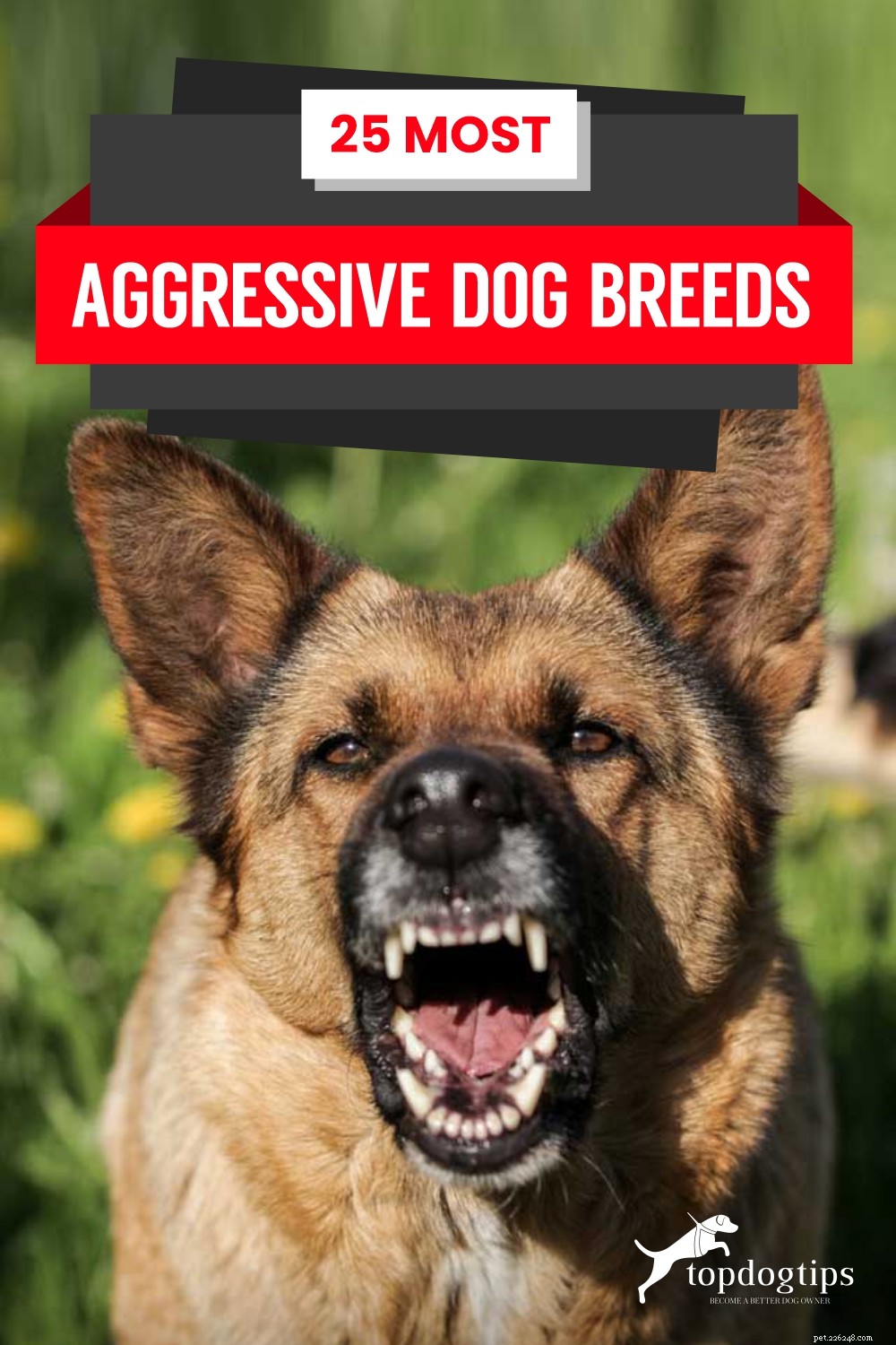 20最も攻撃的な犬種 