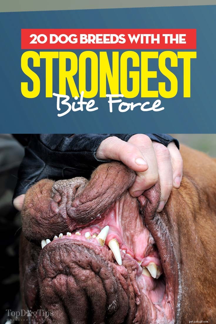 20 races de chiens avec la force de morsure la plus forte