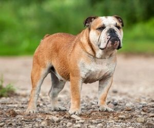 20 raças de cães com a força de mordida mais forte