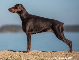 20 raças de cães com a força de mordida mais forte