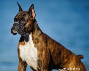 20 races de chiens avec la force de morsure la plus forte