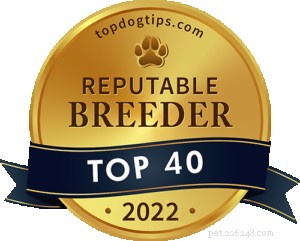 40 rispettabili allevatori di cani negli Stati Uniti (2022)