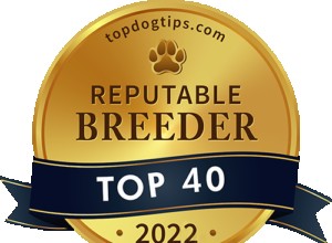 米国で評判の良い40匹の犬のブリーダー（2022）